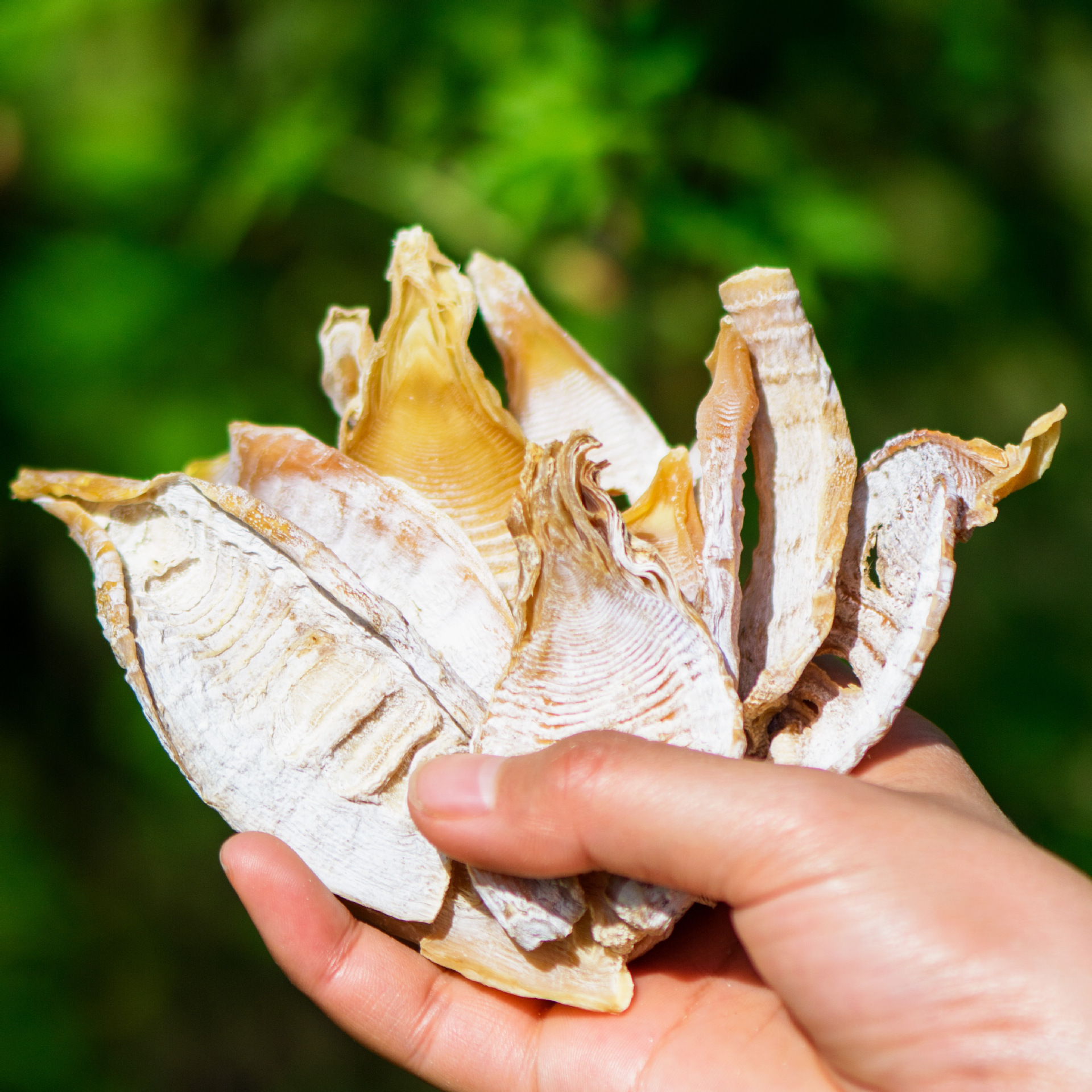新货九华山黄山冬笋片农家笋干干货嫩笋尖特嫩玉兰片笋芽无硫