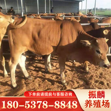 西门塔尔肉牛价格 养殖肉牛 鲁西黄牛牛苗小牛犊价格