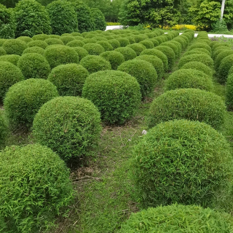 凤尾竹球 观音竹球 米竹球 筋头竹球 小灌木球 成都园林绿化苗木