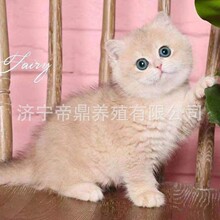 金渐层猫蓝金短毛活体幼猫12色英短紫金纯种双血统家养活体宠物猫