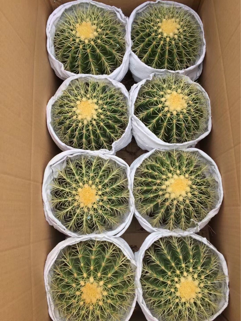 盆栽球形多肉植物8装金虎仙人球仙人掌沙生植物花卉基地发货