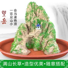 盆景山石摆件室内植物绿植吸水石盆栽原上水石头小文竹罗汉松假山