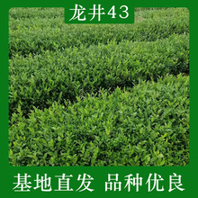 批发供应种植种苗龙井茶茶树苗茶苗树苗根系发达植株壮苗小鸭苗