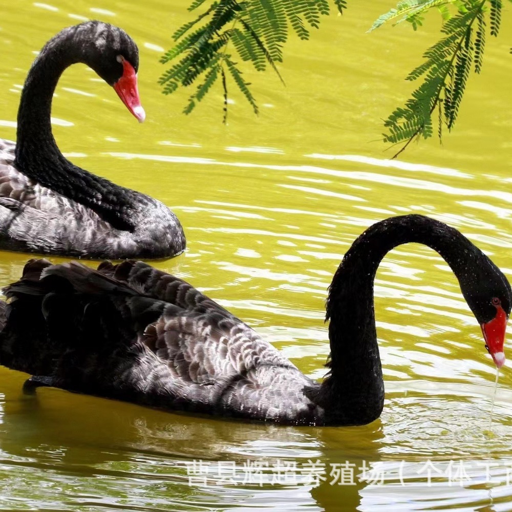 珍禽园养殖景区园林观赏黑天鹅活体黑天鹅活苗成年配对黑天鹅种蛋