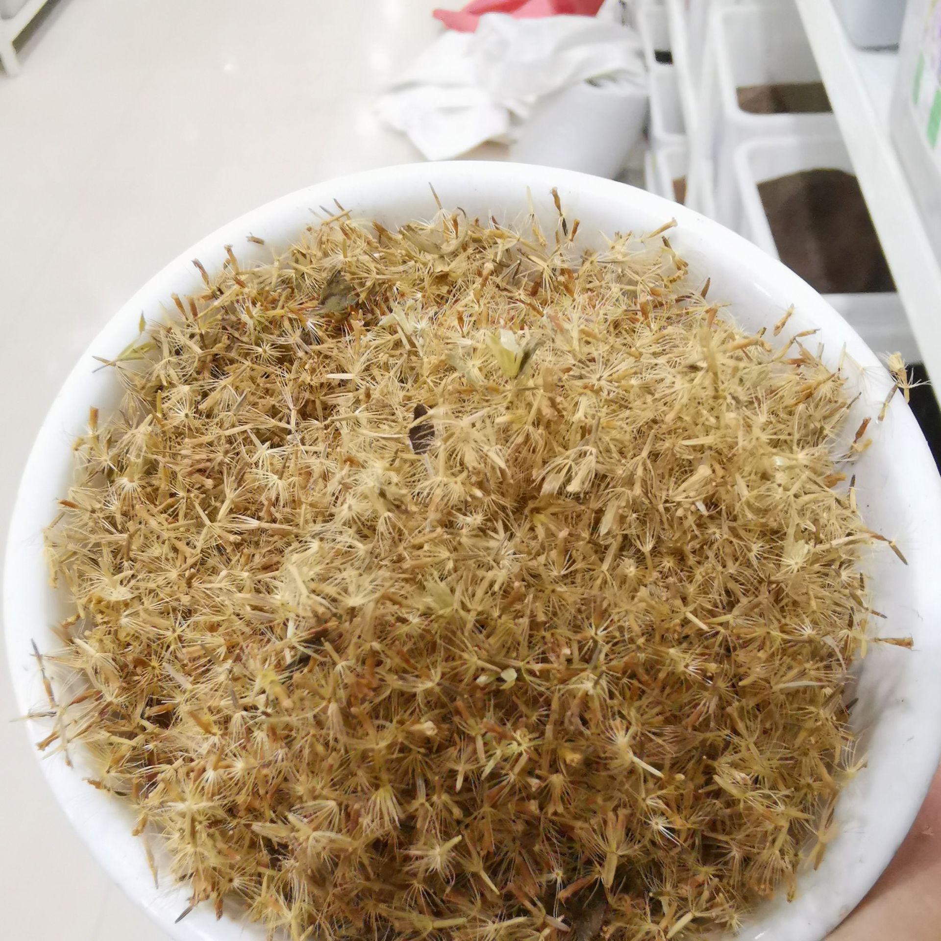 天然甜味植物 甜叶菊种子 香草种子可泡茶阳台花种 花卉种子