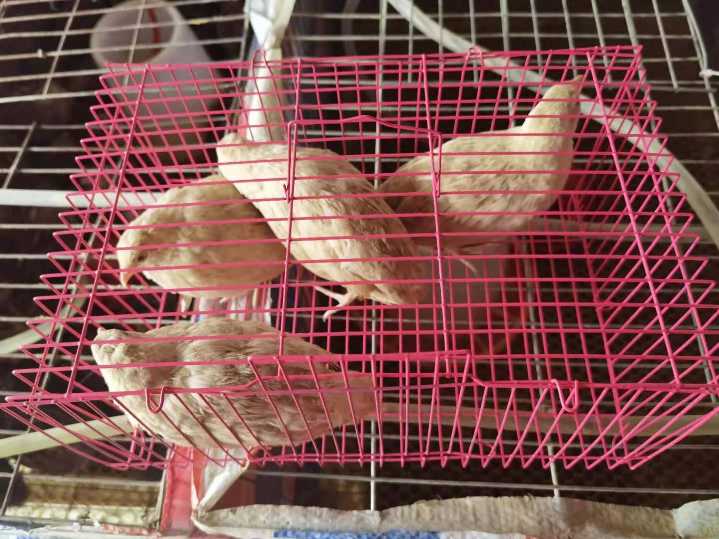 ly包活7元青年下蛋鹌鹑活体鹌鹑鸟产蛋鹌鹑活物天天下蛋活鹌-阿里巴巴