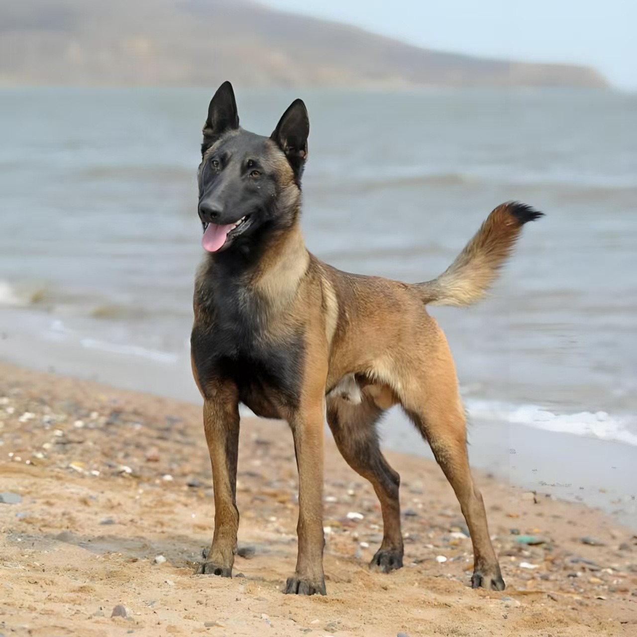 纯种爆红马犬幼犬活体狗狗比利时牧羊犬工作犬宠物犬幼崽小狗活物