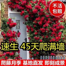 蔷薇花苗藤本月季特大花树爬藤植物阳台爬墙花卉玫瑰盆栽四季开花