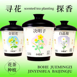 花茶种植杯厂家迷你绿植趣味礼品小盆栽儿童办公室种植绿植