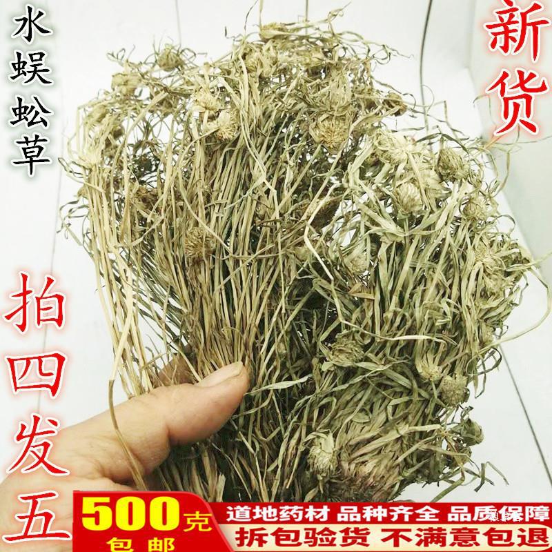 水蜈蚣草寒气草散寒草一箭球三荚草金纽草三箭草三星