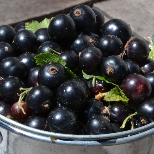 黑加仑提取物 黑加仑粉 黑醋栗提取物 黑加仑果粉 花色苷≥25.