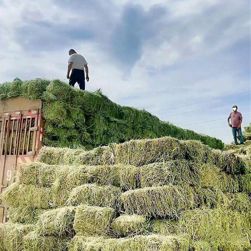 国产苜蓿草干草喂牛喂马吃的草料牛羊干草料羊驼草料羊草饲料湿粮