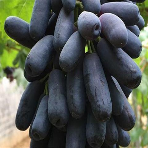 新疆特产新疆吐鲁番特大美人指蓝宝石葡萄干金手指葡萄干免洗特级