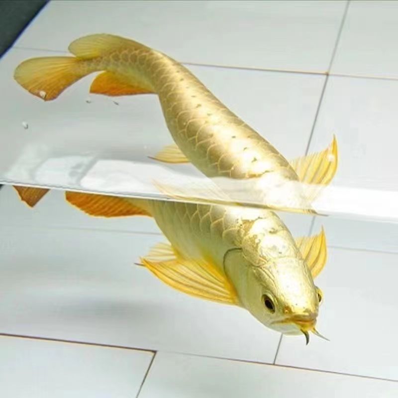 风水招财鱼满珠鳞金龙鱼印尼红血红龙银龙鱼苗随机发热带鱼观赏鱼
