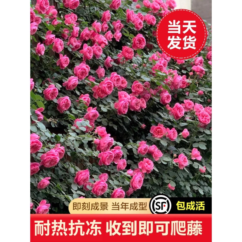 粉色达芬奇蔷薇花苗爬藤四季开花藤本月季盆栽室内外裸根爬墙大苗