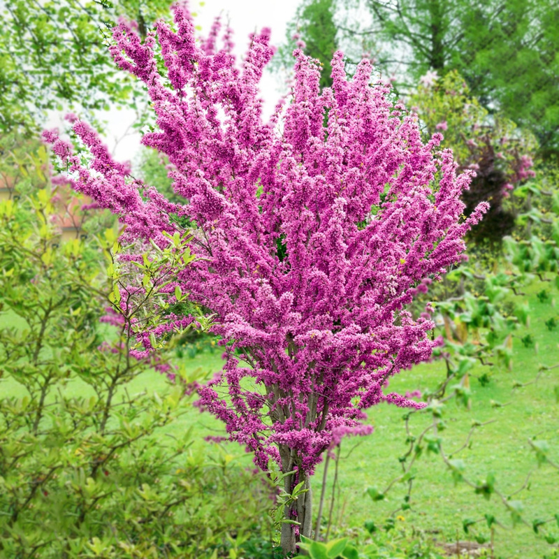 紫荆花树苗独干丛生室外花卉庭院别墅植物苗绿化苗南北方种植耐寒