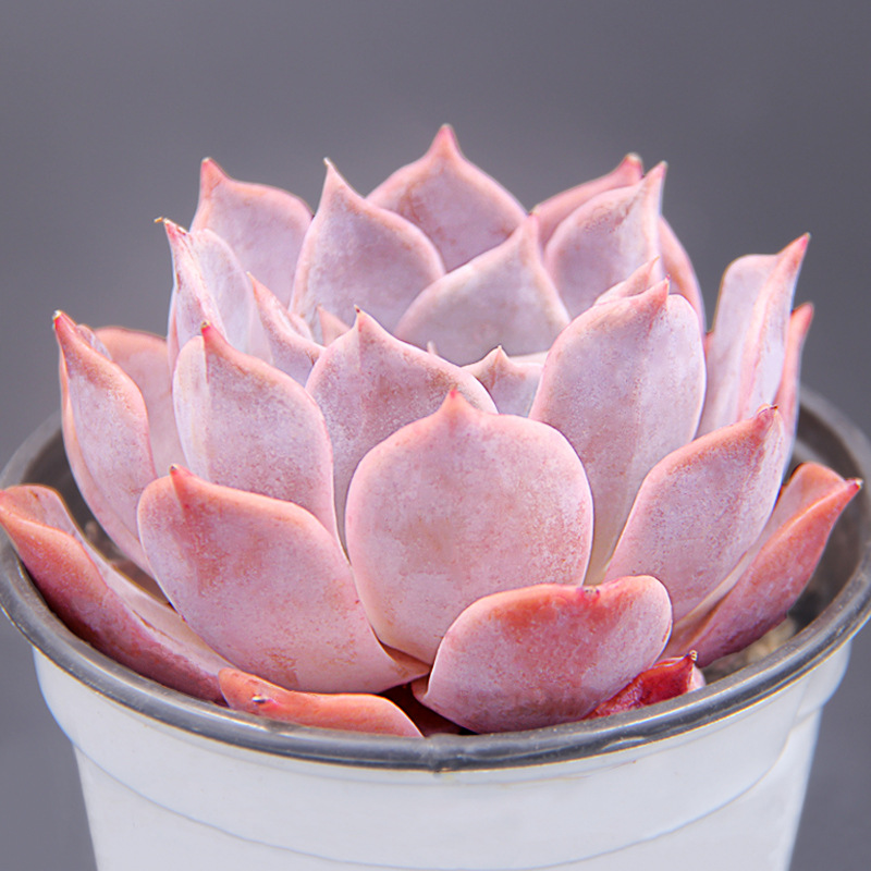 露西娜多肉植物大老桩巨型小苗砍头叶片窗台组合盆栽精品一物一拍