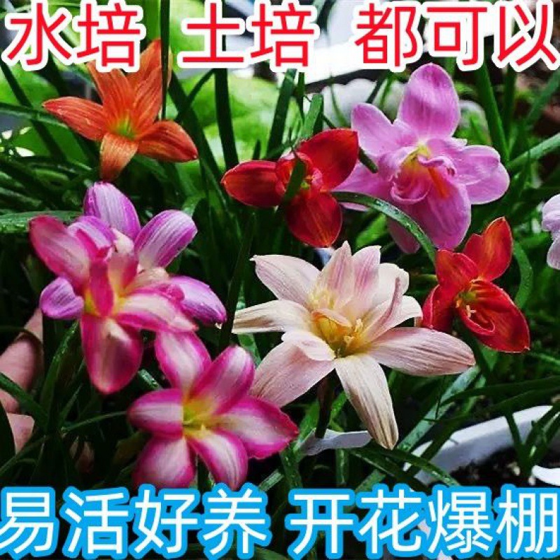 四季开花重瓣风雨兰盆栽水培植物驱蚊虫室内好养香花卉大全养不死