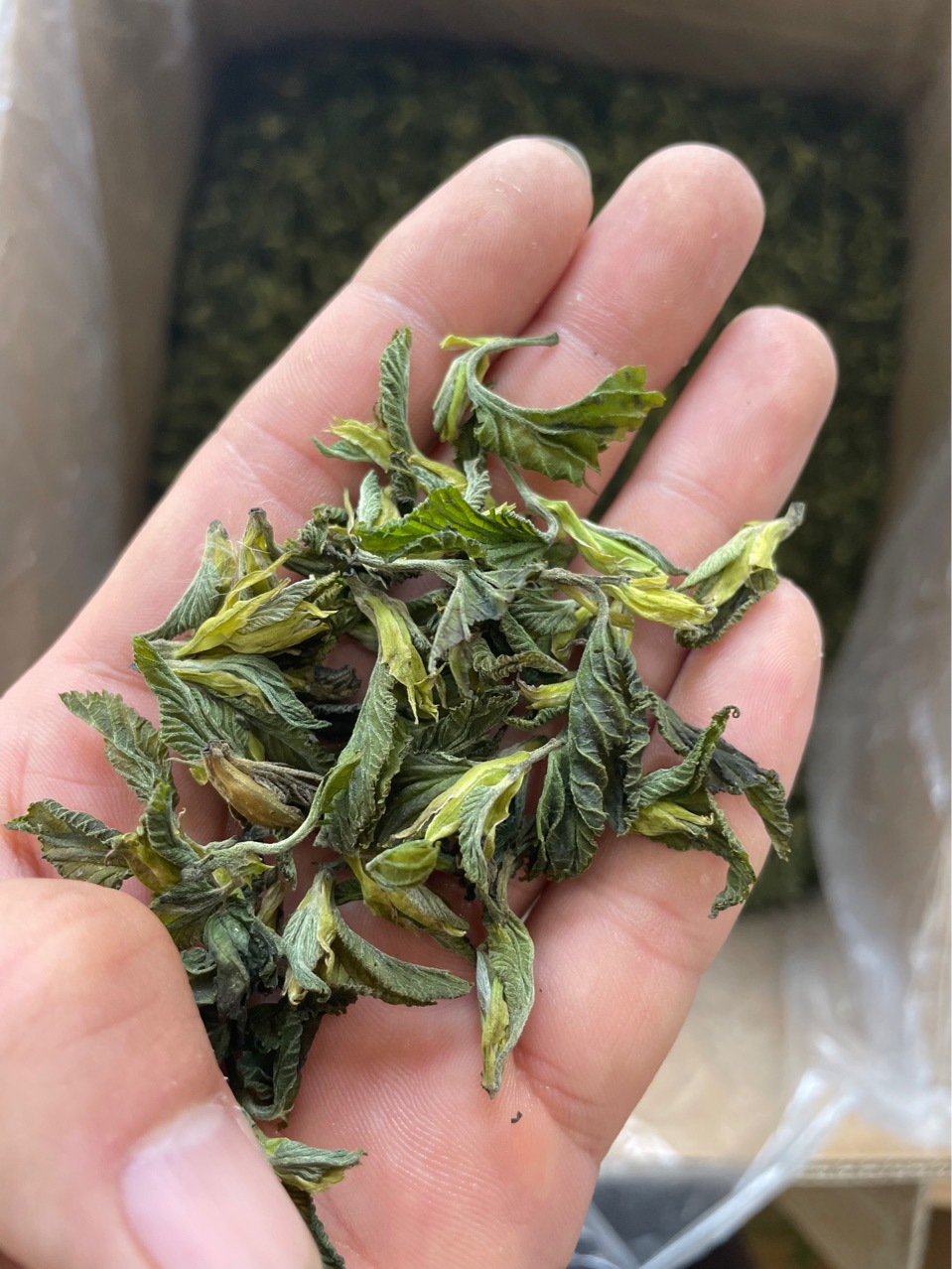毛峰桑叶芽茶 茶用春天嫩桑芽尖干桑叶茶嫩芽茶500g 厂家批发