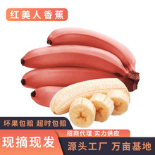 福建土楼红美人香蕉5斤新鲜水果现摘红皮软糯甜香蕉一件代发