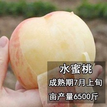 阳山水蜜桃树苗嫁接桃黄树苗树当年结果南方北方种植树苗树子果苗