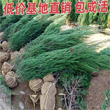 花卉常绿工程公墓刺柏墓前柏树树苗道路种植景观树松阳台小苗龙柏