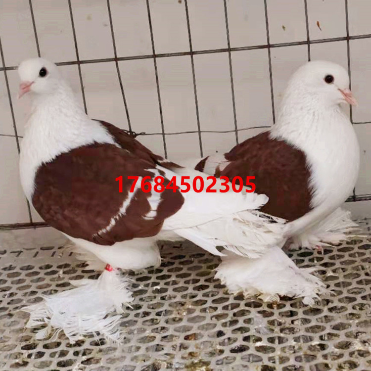 出售红光头彩背鸽子青年 光头彩背鸽一对多少钱 新疆彩背鸽子