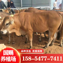 哪里有卖鲁西黄牛的 300斤的肉牛犊一头养殖场