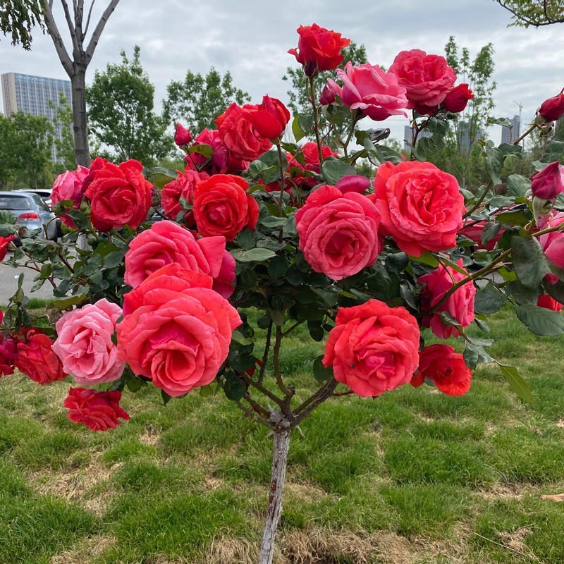 嫁接树状月季树形月季盆景大花树桩月季庭院浓香型植物四季月季树