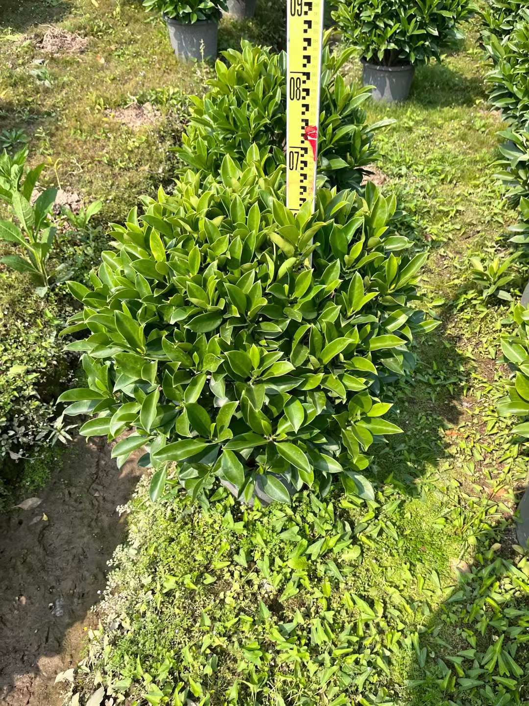 非洲茉莉球灰莉球各规格灌木球类园林工程苗木批发行道路景观植物
