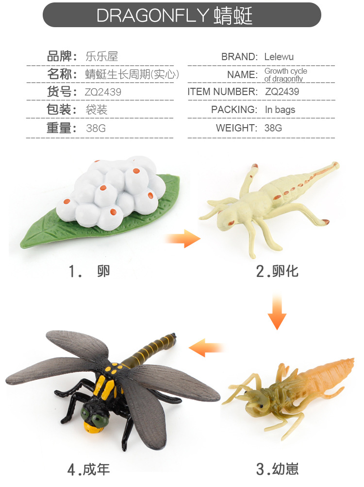 仿真青蛙海龟蝴蝶蜜蜂蚂蚁蚊子公鸡成长周期模型儿童科教昆虫玩具