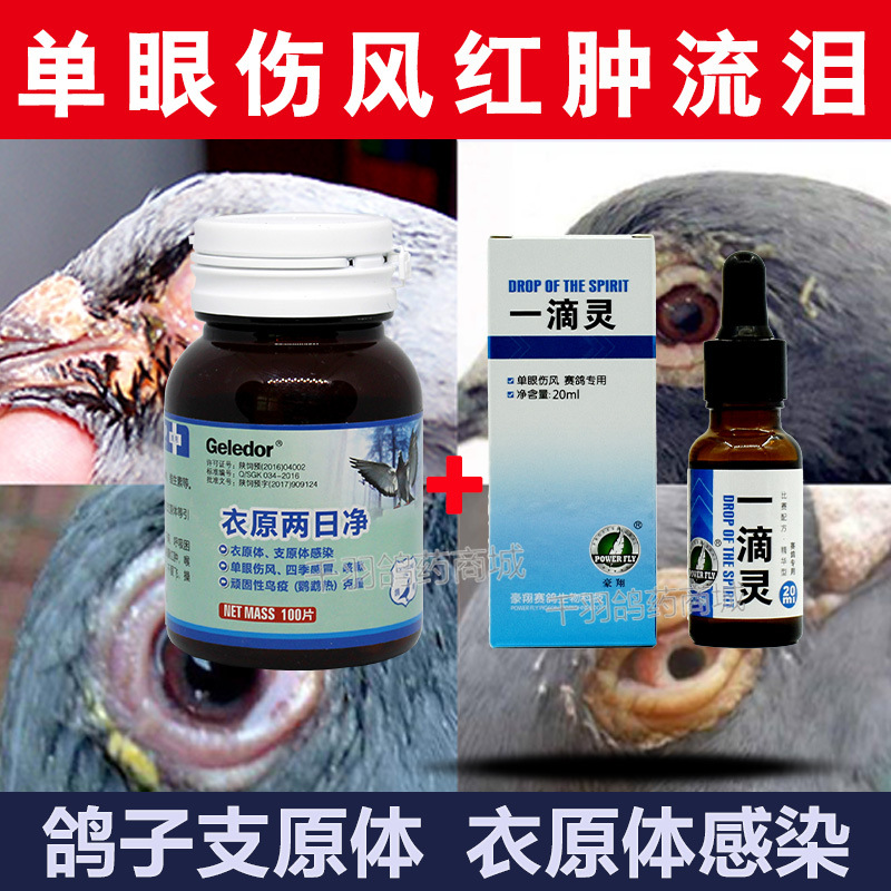 单眼伤风鸽药一滴灵衣原两日净信鸽子药大全赛鸽用品药鹦鹉常见病