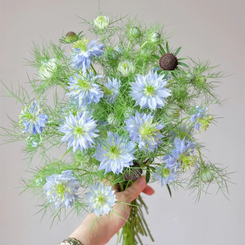 黑种草鲜花批发云南鲜花直批婚庆布置花店摆摊用花社区团购货源