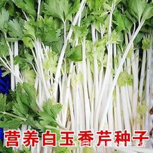 四季香白芹种子芹菜种子口感脆嫩无纤维四季阳台盆栽大田蔬菜种孑