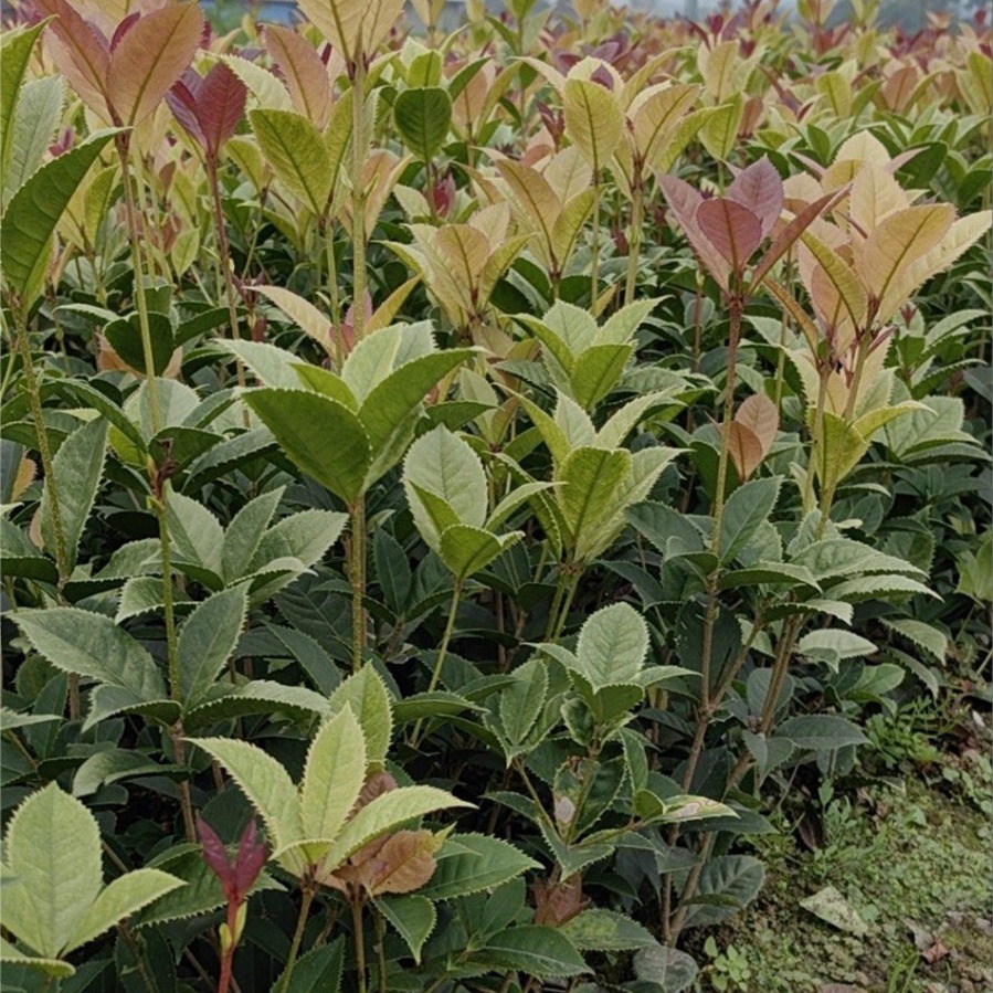 五彩桂杯苗 珍珠彩叶桂 花境堆坡造型地被苗木成都园林绿植批发