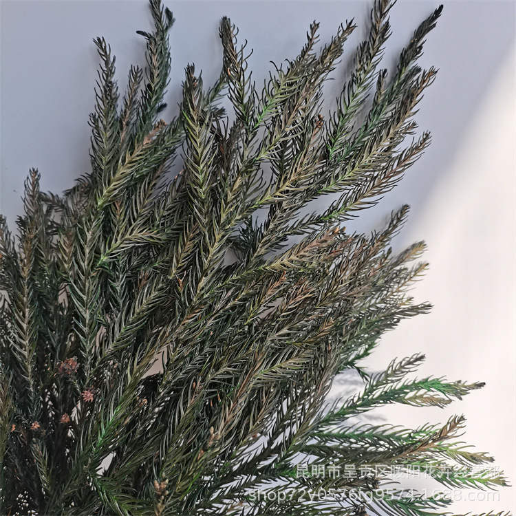 永生花叶材保鲜花叶材天竺少女圣诞节花束配材