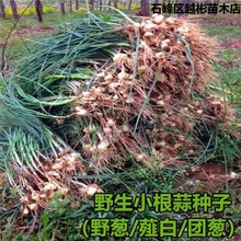 小根蒜种子山蒜野蒜小葱种籽四季播耐寒性好阳台庭院栽培蔬菜种子