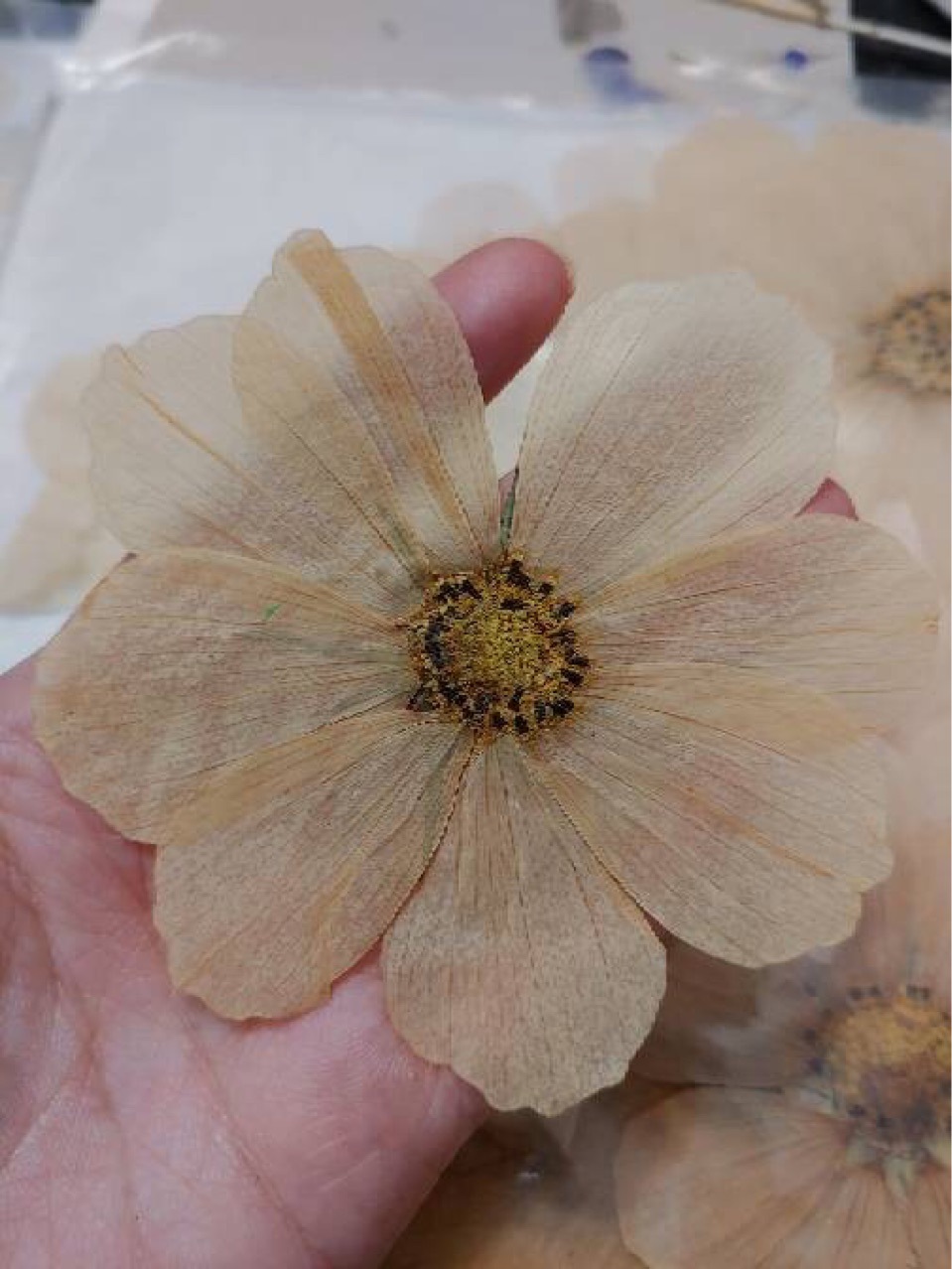 格桑花 波斯菊真干花压花标本diy滴胶手机壳押花相框贴画手工材料