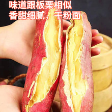 陕西板栗红薯新鲜沙地红薯农家自种地瓜番薯