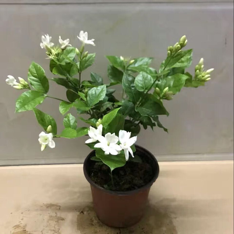 批发白色单瓣笔尖茉莉花室内庭院开花浓香四季循环独干棒棒糖树型