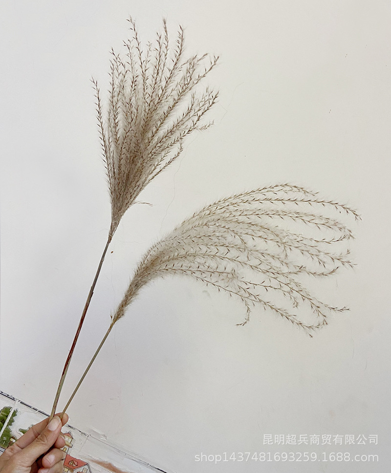 【软毛小拂尘】灰白小拂尘花小芦苇外贸货源