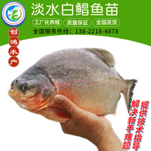 【周期短效益大】淡水白鲳鱼苗 红白鲳鱼苗 观赏鱼 特价销售