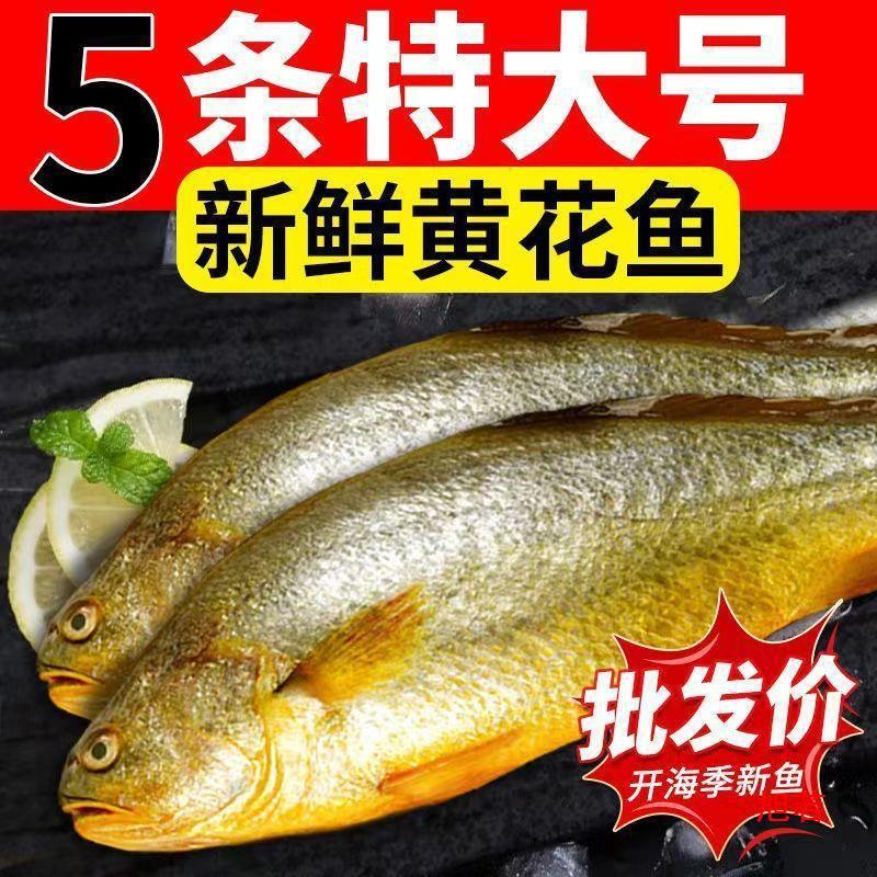 黄花鱼活鱼速冻大黄花鱼新鲜冷冻黄鱼水产鲜活冰鲜东海鱼黄鱼批发