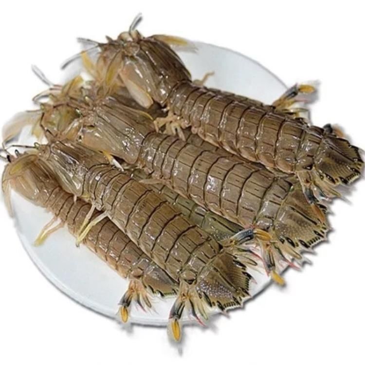 北部湾冰鲜熟冻皮皮虾濑尿虾虾爬琵琶虾海鲜大虾蛄虾富贵虾发