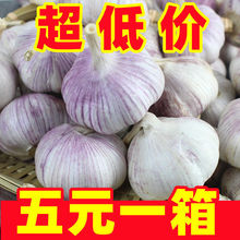 蒜 大蒜头低价干山东批发价10斤蒜头新白紫皮蔬菜代发一件代发