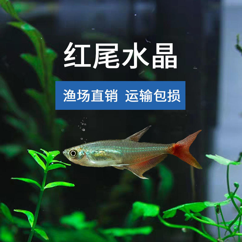 批发2022秋七彩神仙鱼热带鱼观赏鱼活体燕鱼秘鲁璃墨燕蓝魔鬼小型鱼苗