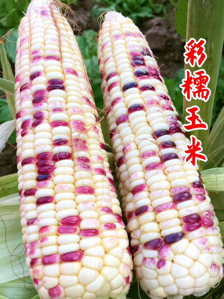 彩甜糯6号水果玉米种子超甜种籽孑彩色四季春季粘糯香大全秧高产