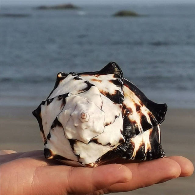 工厂直销 7-12厘米黑骨螺 天然深海海螺寄居蟹螺壳鱼缸水族装饰品