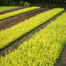 耐寒庭院绿植园林绿化苗木金叶水腊小苗 金叶女贞床苗金叶女贞