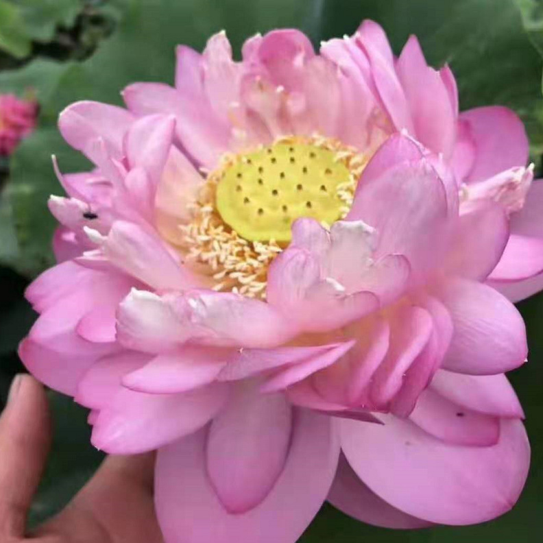 水生植物 荷花 粉唇 桃红 红莲 品种齐全 西湖荷花 盆栽 大量